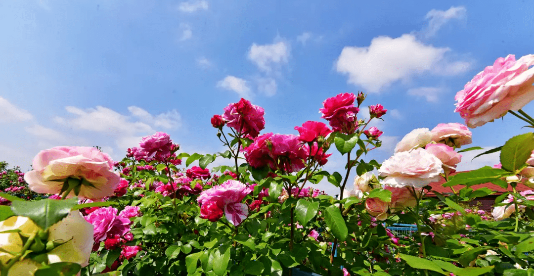 五月的鮮花開遍了原野090000