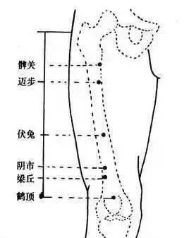 位置 在大腿前面