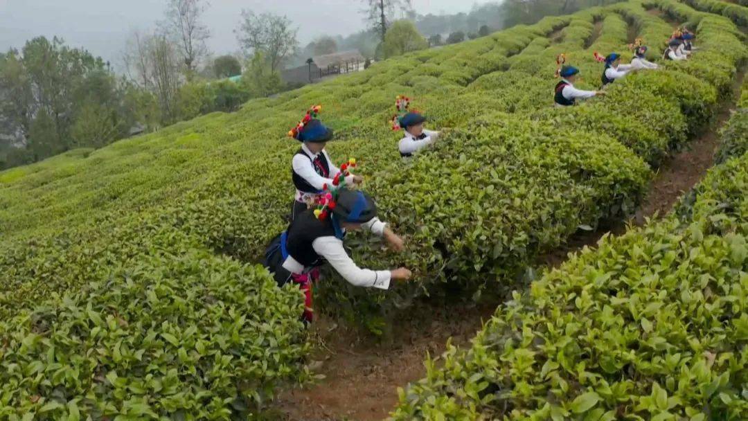 一芽一葉一抹香,又是南澗採茶忙!_茶園_春茶_伯克