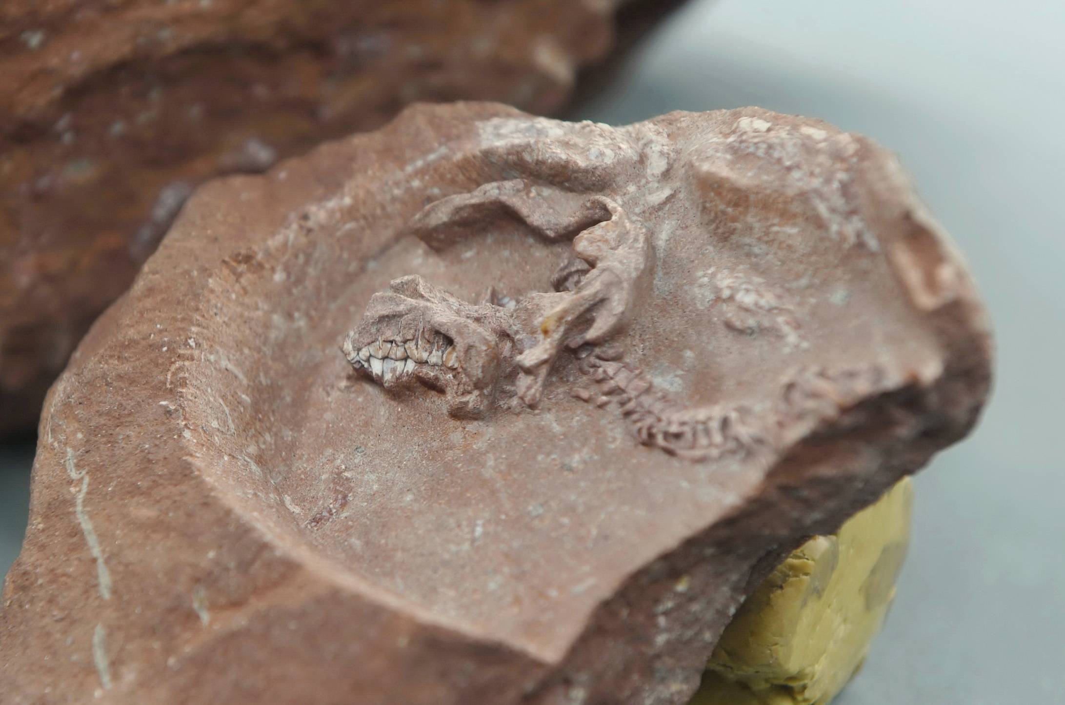 我国发现保存完整的鸭嘴龙胚胎化石