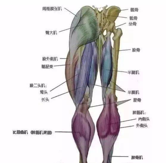 腿部肌肉包括大腿肌群,小腿肌群大腿分为前外侧,后侧和内侧三个肌群