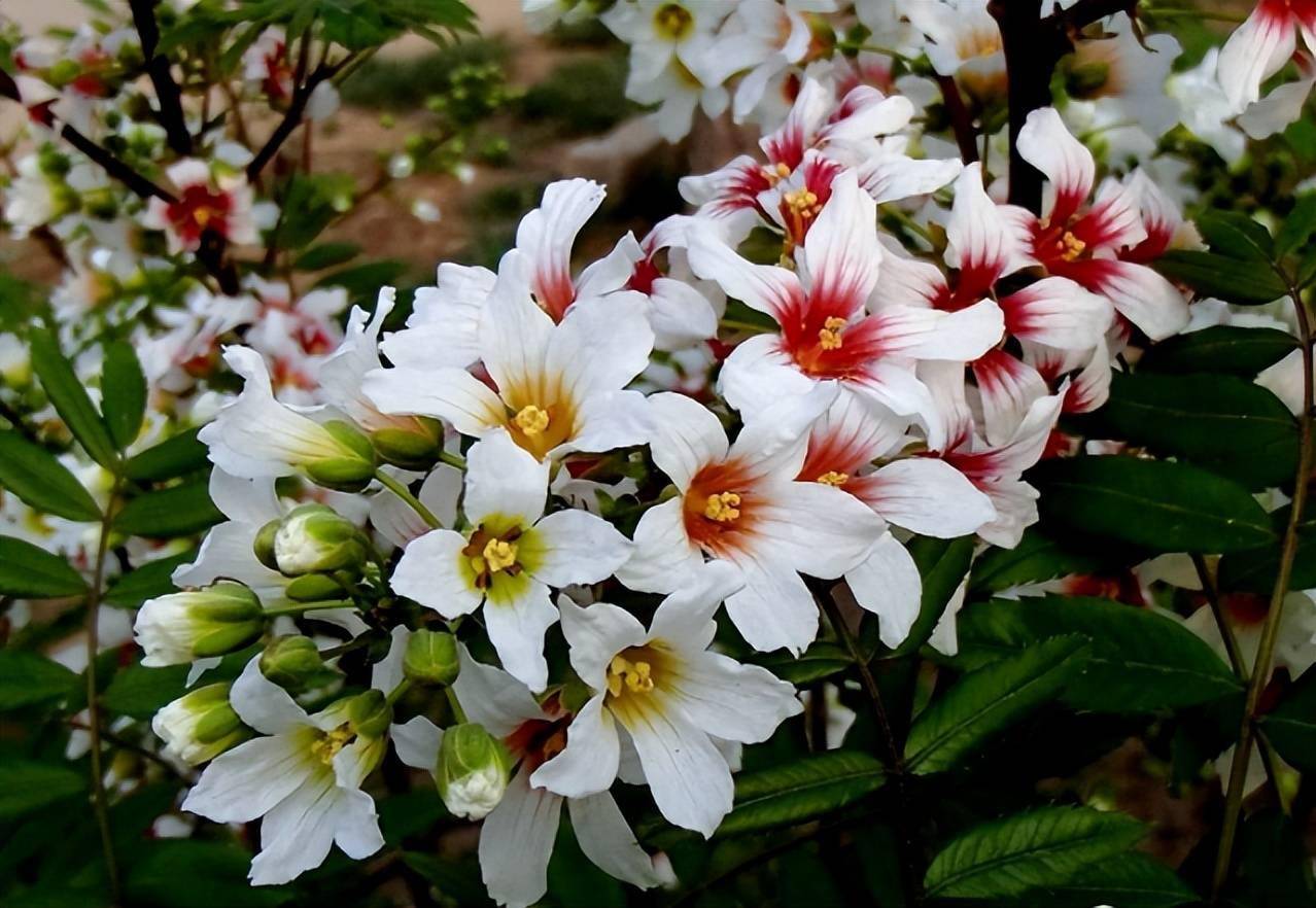 白银靖远文冠果花意正浓