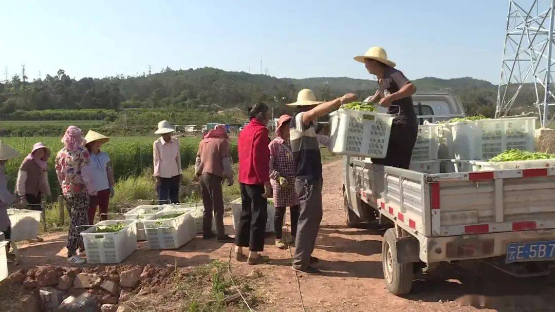 楚雄市東瓜鎮荷蘭豆成為農民增收的金豆豆