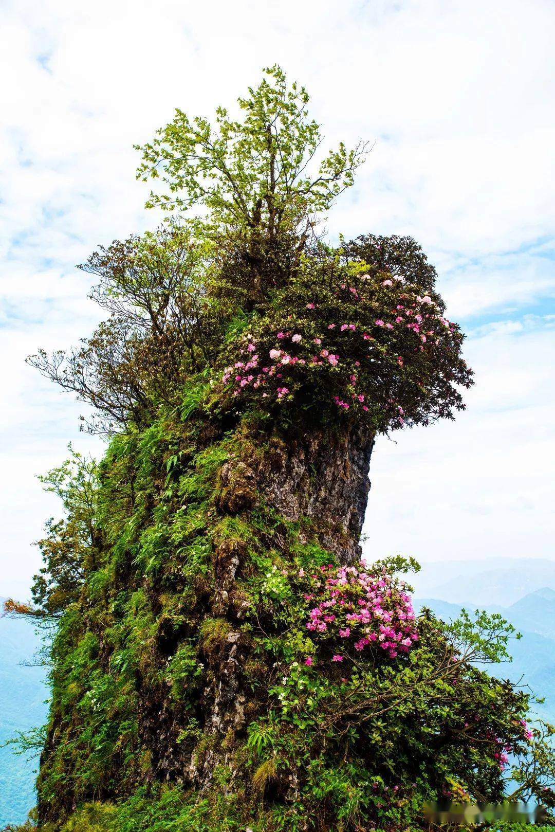 汉中龙头山杜鹃花图片