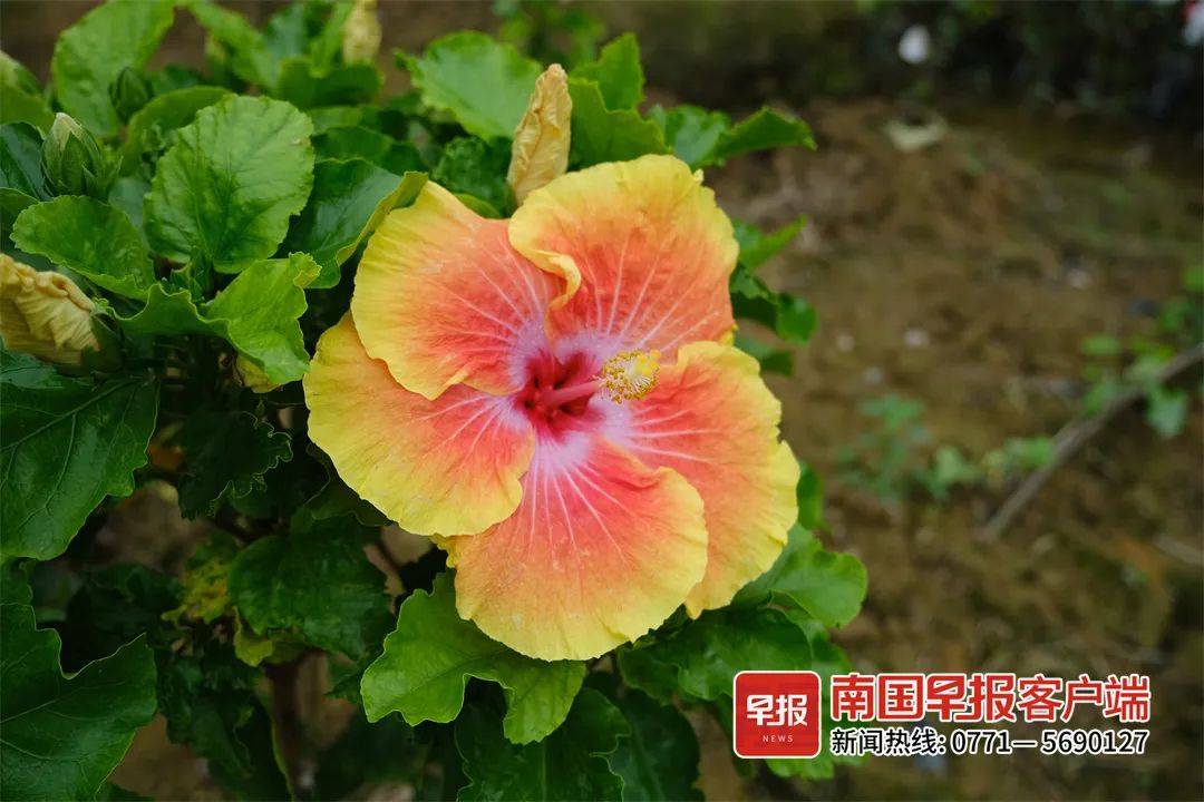 绽放吧市花南宁已培育5000多个朱槿品种