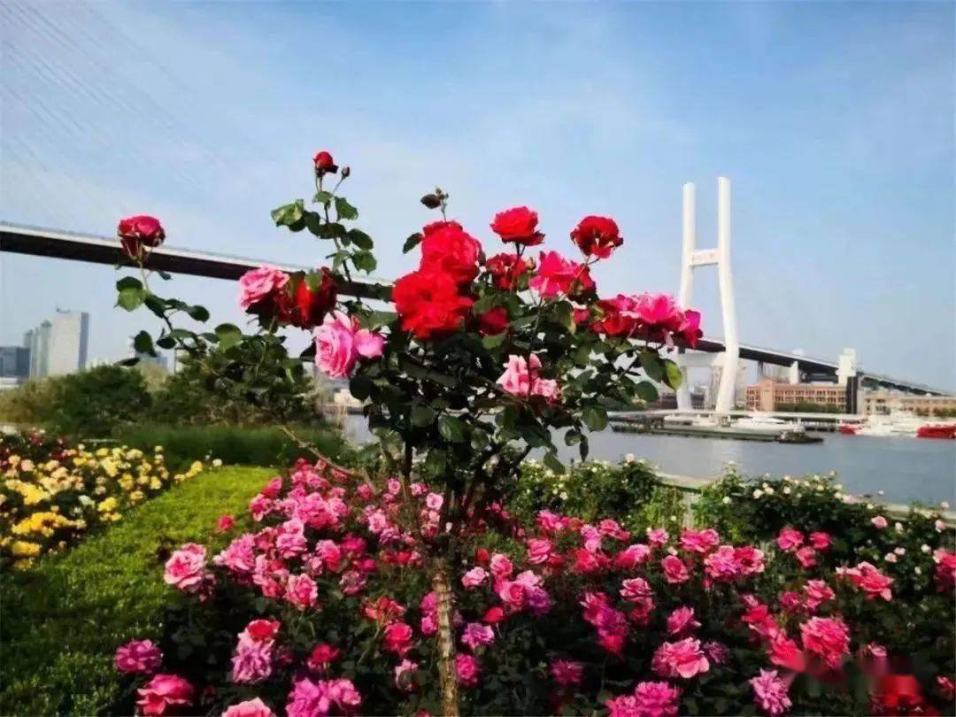 黄浦滨江月季园正值最佳观赏期,云赏一波_镜头_白王_花开正