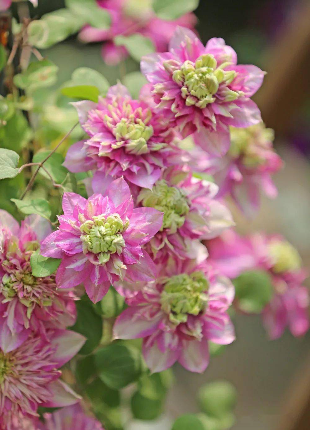 羡慕她的铁线莲是来报恩的吧