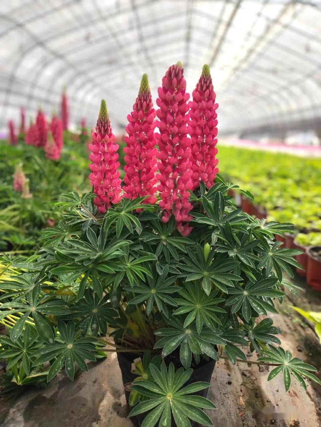 宿根花卉种苗订货季英式花园植物三剑客Ⅰ羽扇豆