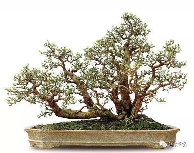 岭南大师代表作鉴赏_曾宪烨_盆景_作品