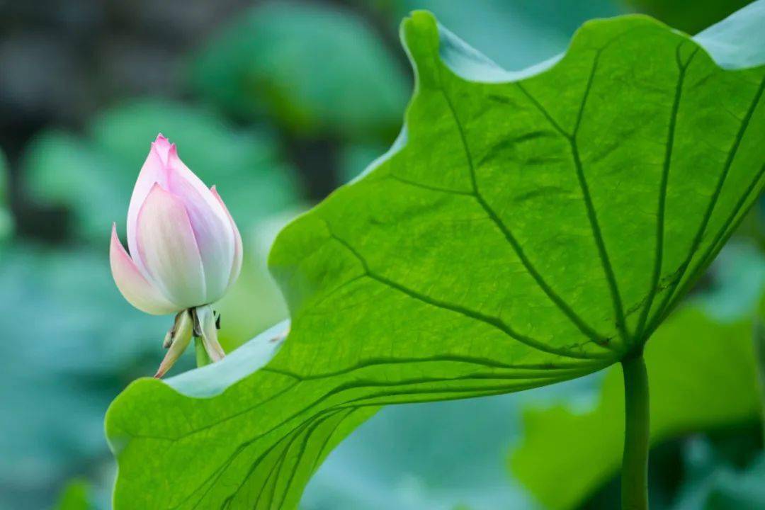 李白_明秋月_芙蓉