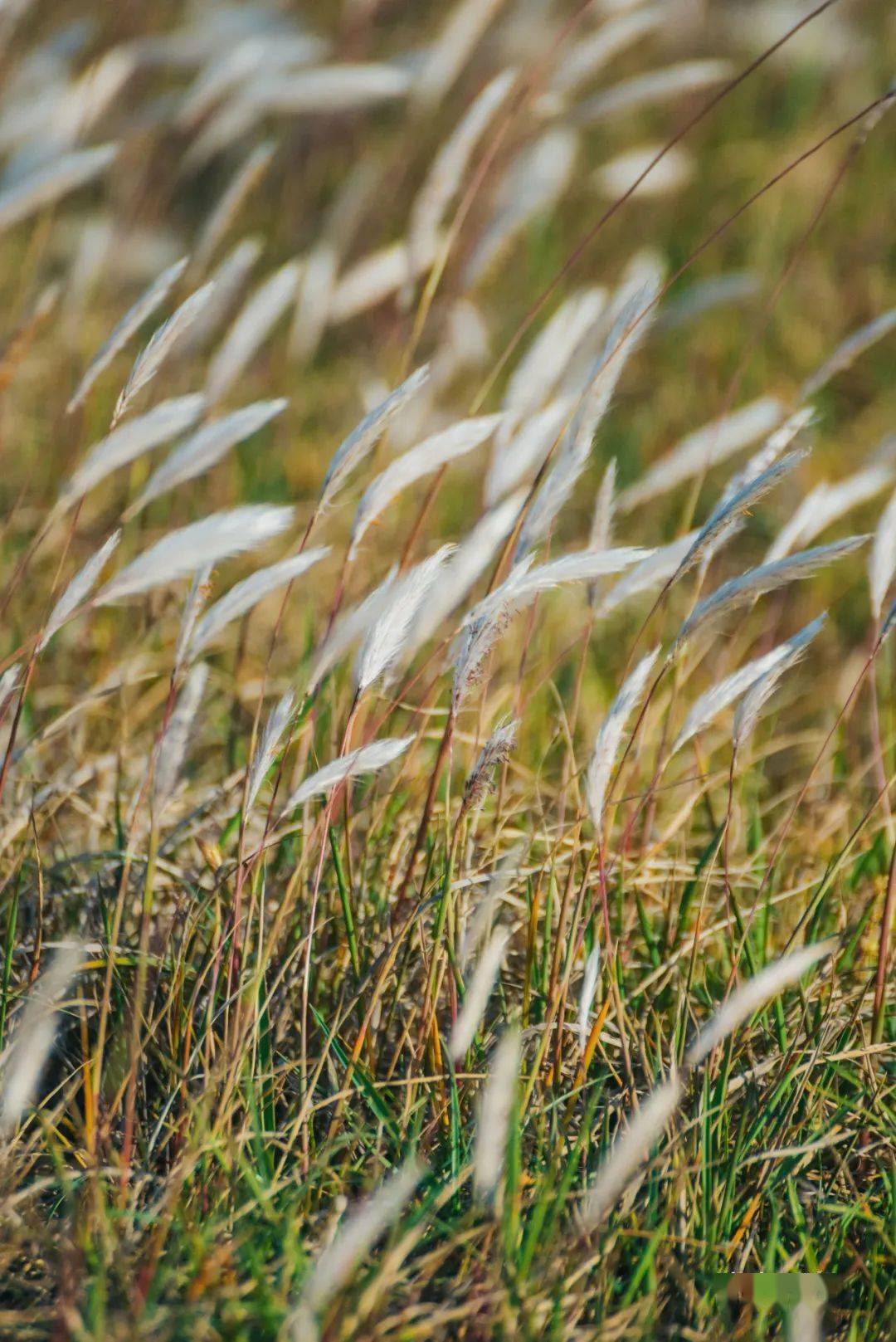 漫画般的白茅草海洋!_白茅花_平潭_中国