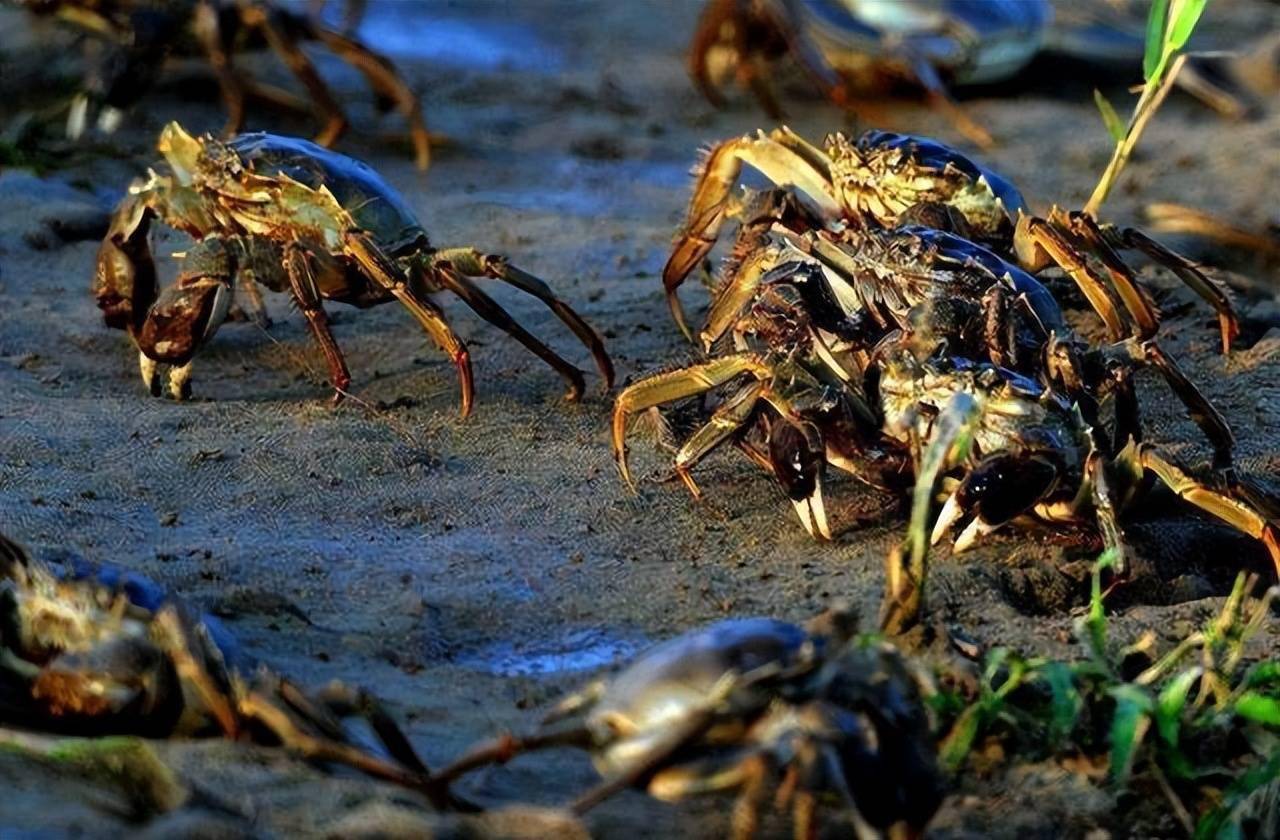 辽宁地标美食这里的螃蟹横行全国中国河蟹第一市盘锦