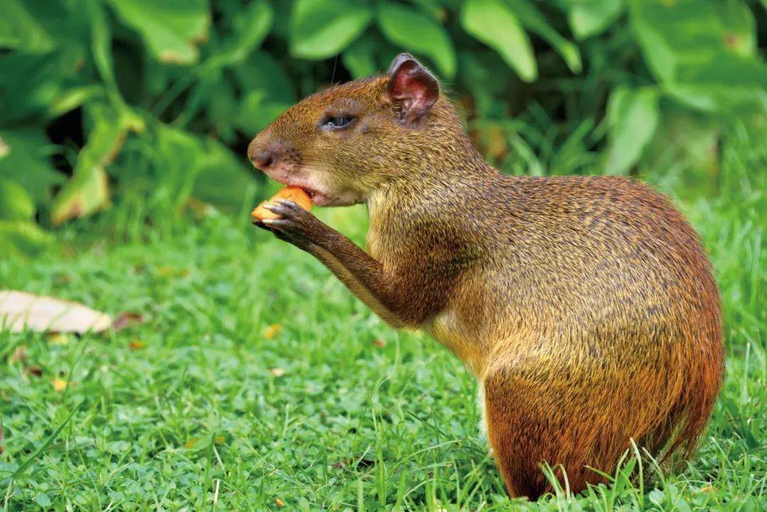 那些生活在"新世界"稀奇古怪的动物,有些你一定不知道.