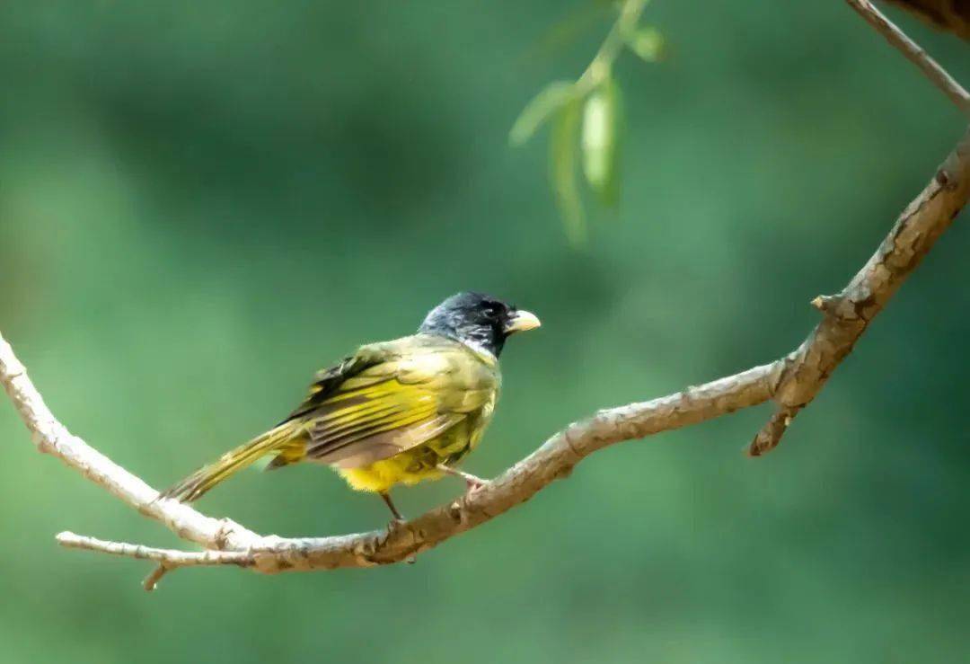 長腳鷸戴勝大山雀翠鳥蒼鷺斑魚狗斑鳩白頭鵯白壽帶紅腳隼白鷺圖片攝影