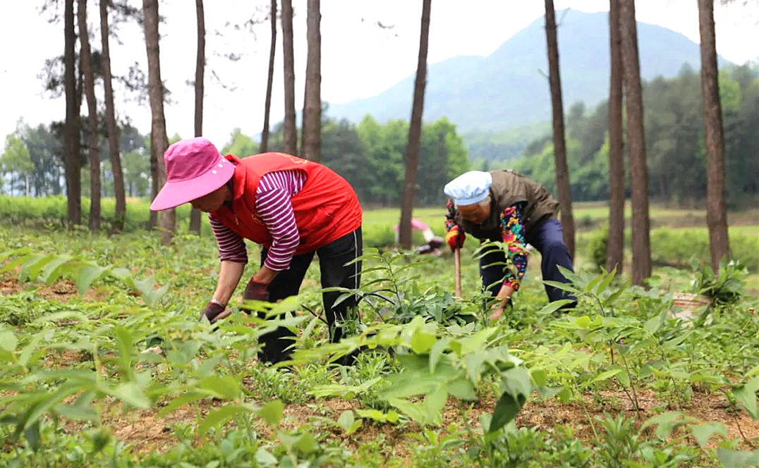 岑巩县中药材种植走出乡村振兴特色路