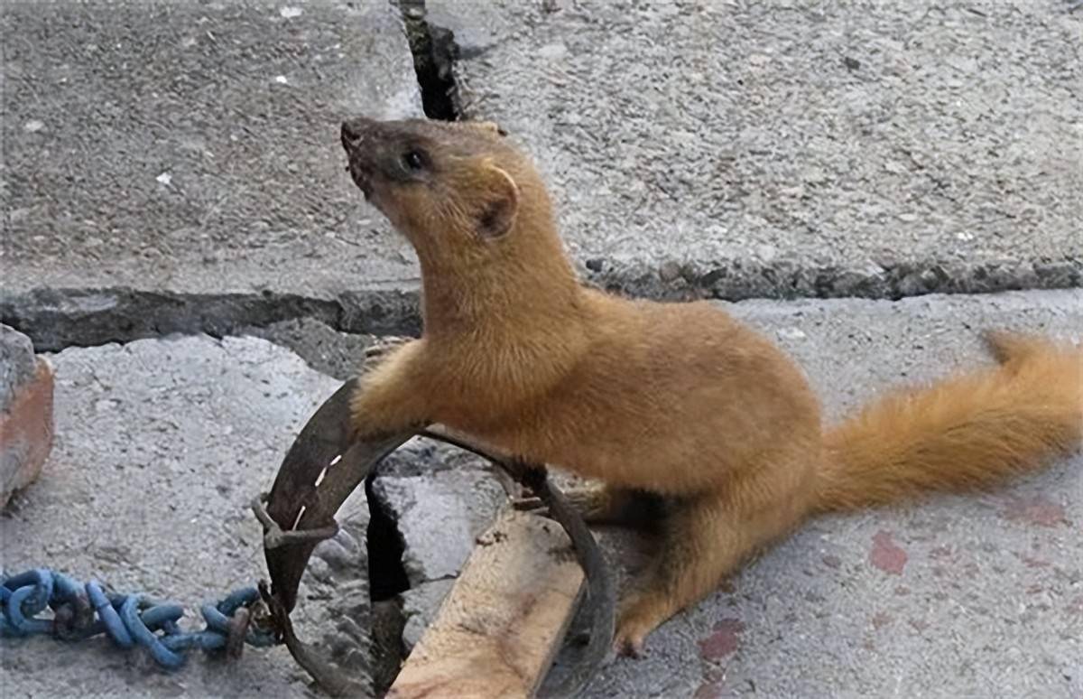 黄鼠狼小小的脑袋,细细的身躯能在鼠洞里钻来钻去,是少有的能将老鼠一