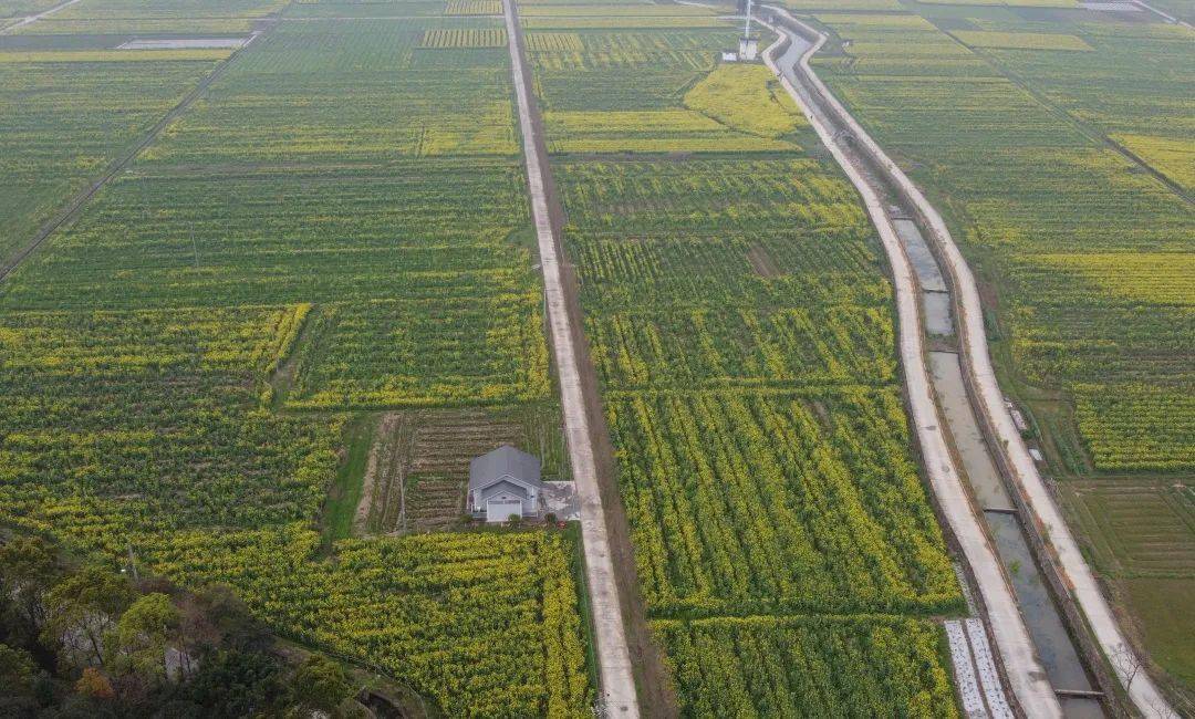 平阳这个村道路"白改黑"!村庄大变样!_西岙_麻步镇_小西湖