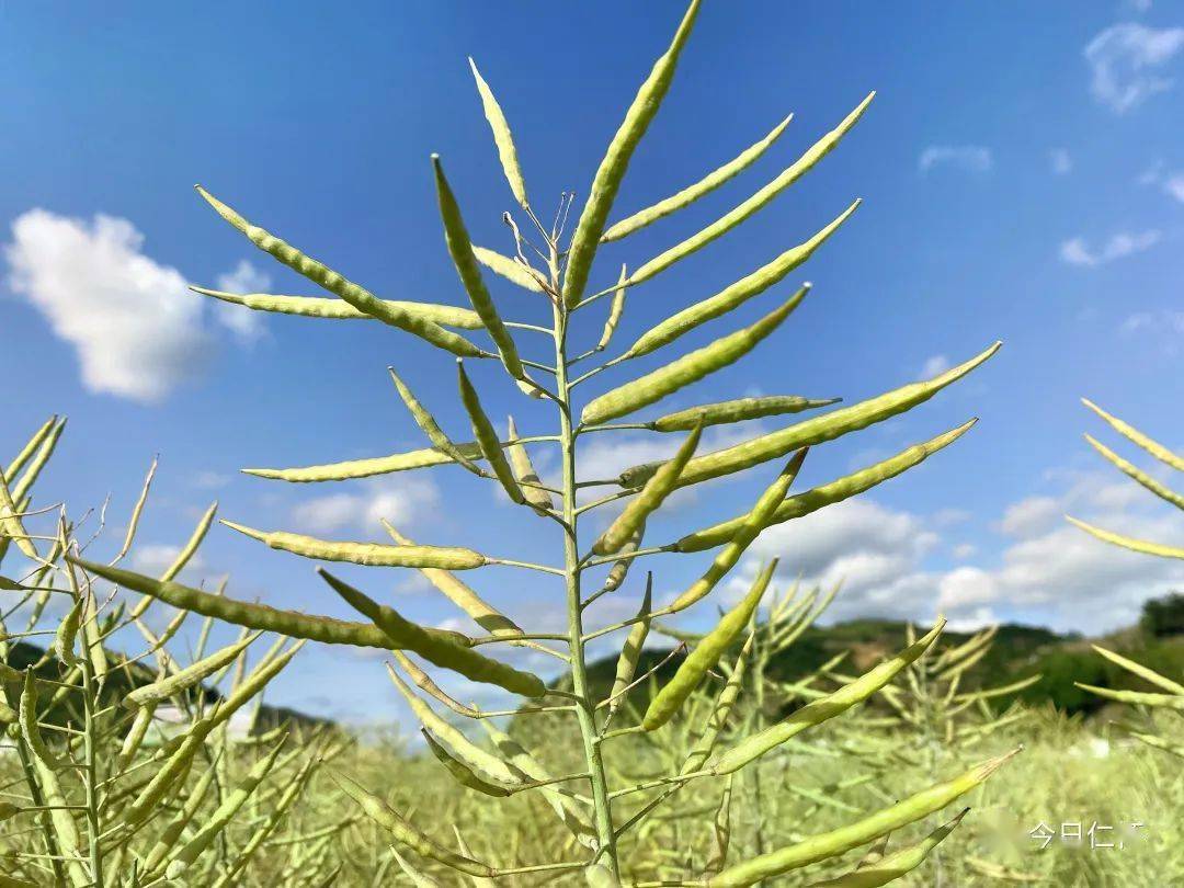 油菜图片真实成熟图片