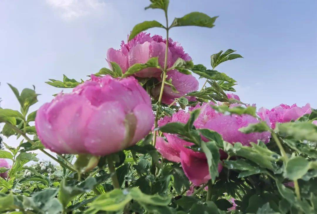 【国色天香 花满临洮】临洮摄协紫斑牡丹线上摄影展——潘建林_国鹏