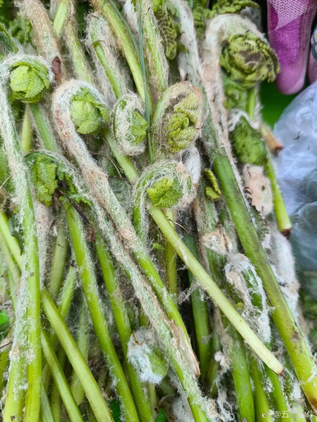 吉林菜市场山野菜一览