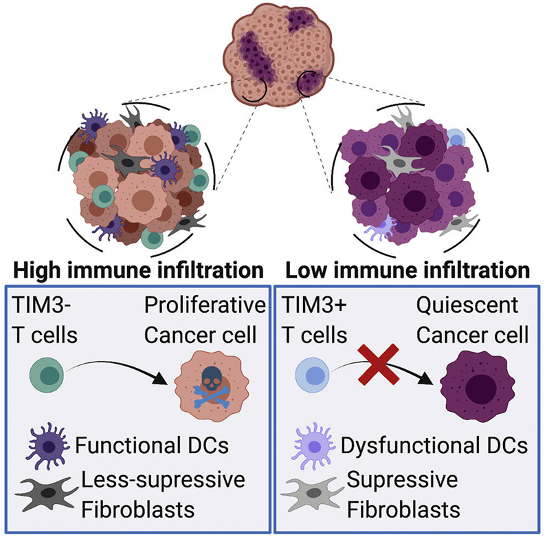 cell揭示休眠的癌細胞通過建立免疫抑制性微環境抵抗t細胞攻擊