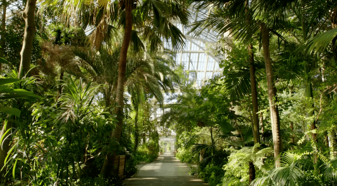 就先通過紀錄片飽飽眼福吧～本片裡的植物出自英國皇家植物園