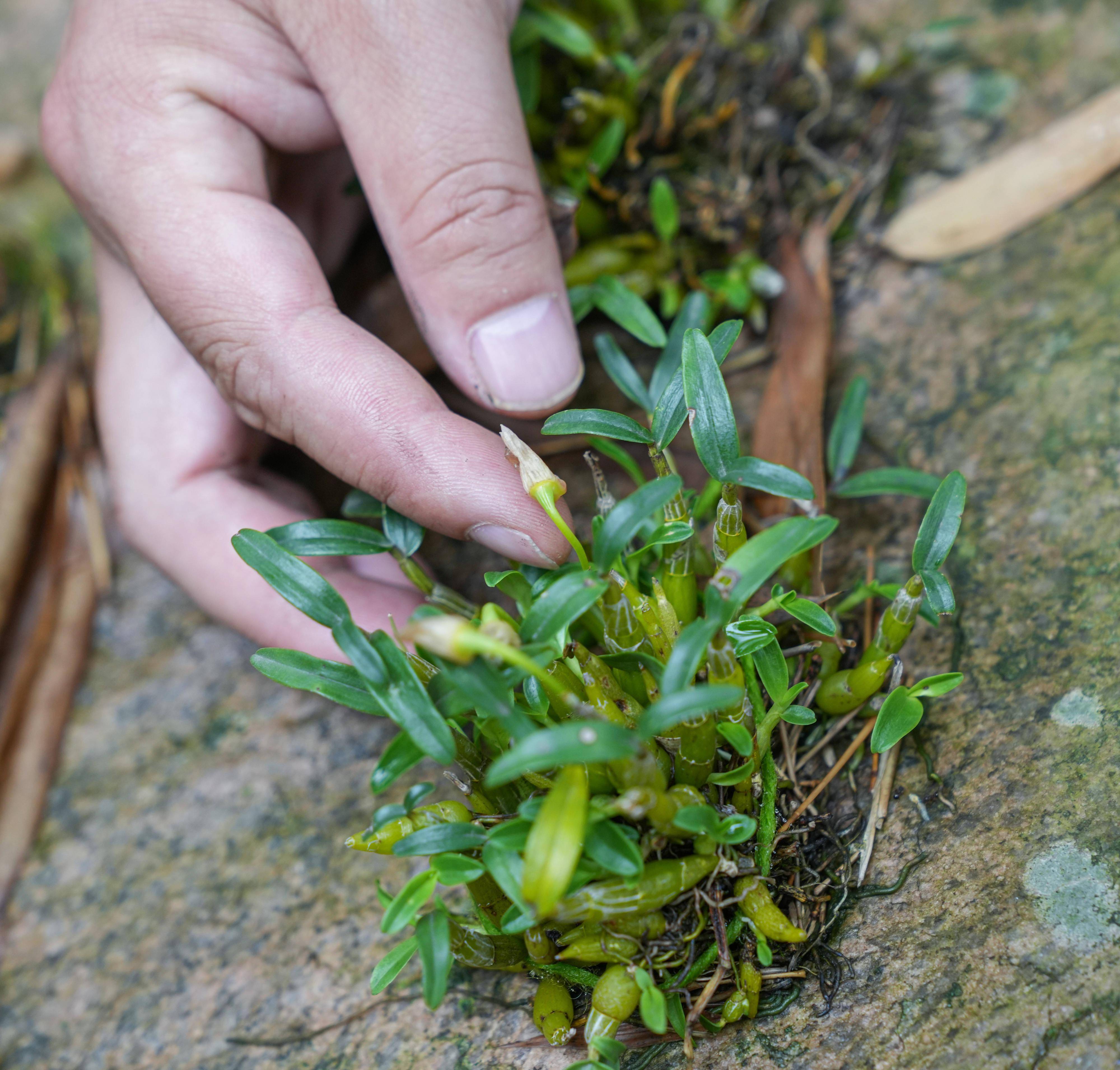 林间仙草点石成金