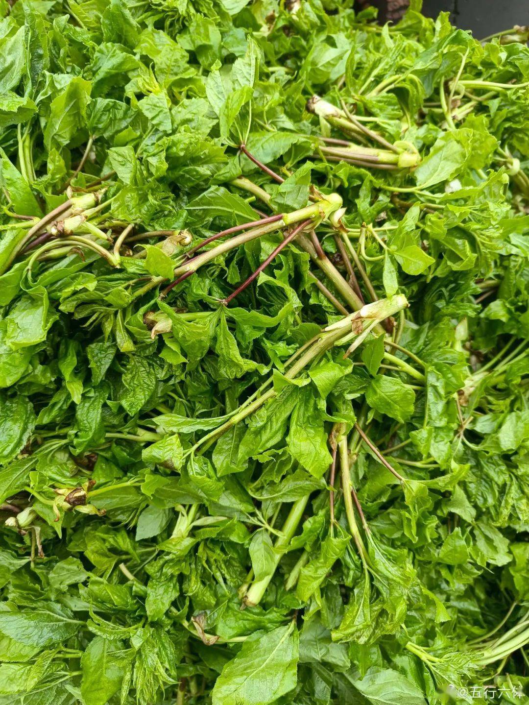 吉林菜市场山野菜一览