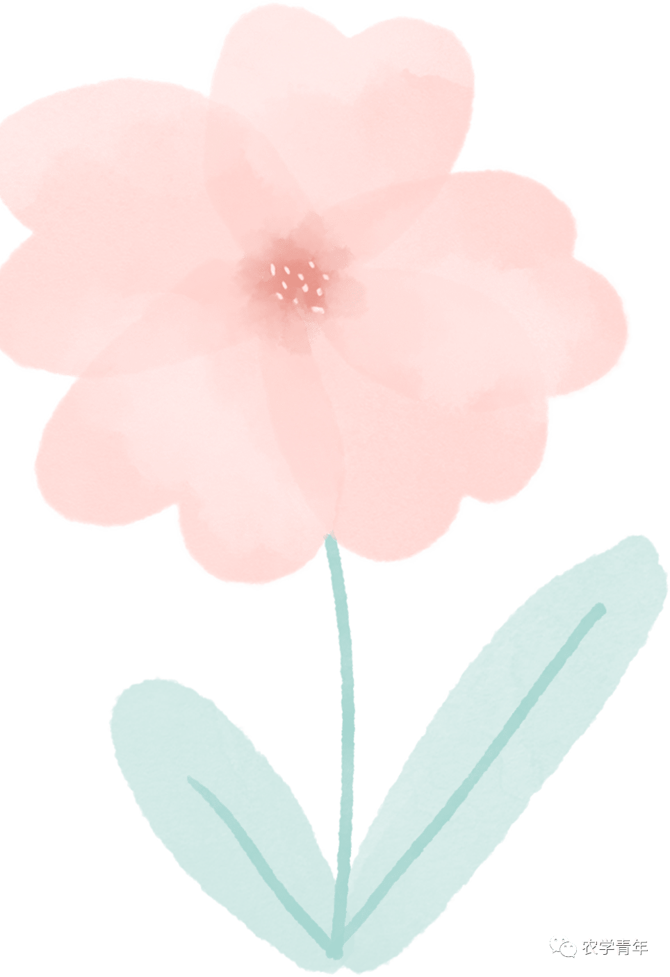 草木之约 野客蔷薇 花中 爱情 月季