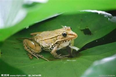 居民投诉公园癞蛤蟆:太吵了 法律说:蛙声不是噪音_叫声_青蛙_池塘