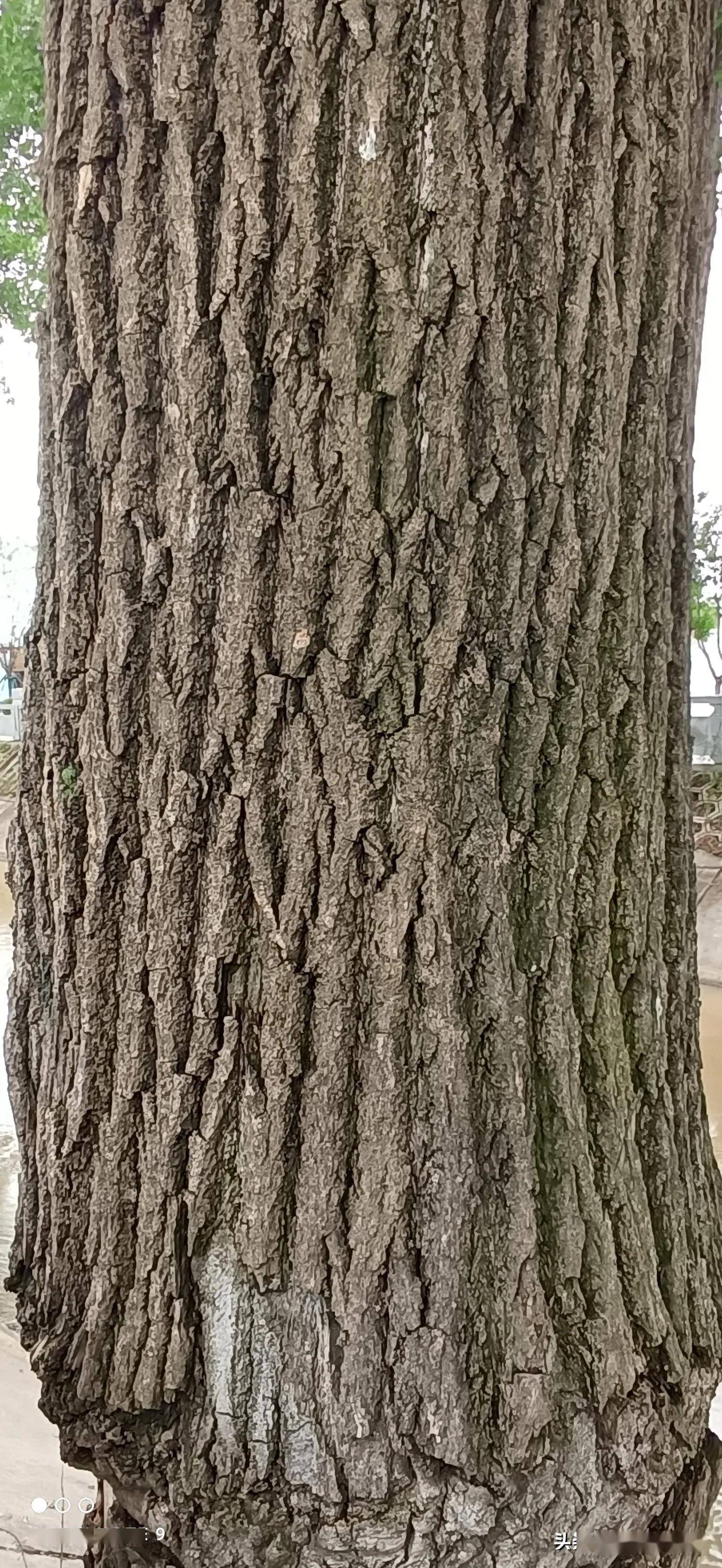 题陕西省长安区沣河仪祉湖畔白杨树之眼楹联 文/李景宁_岁月_千秋