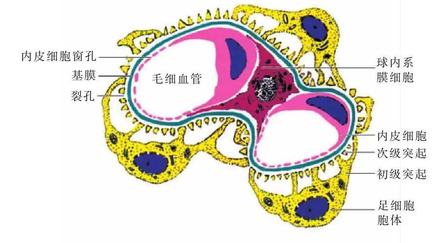 結石的基礎研究26腎小球濾過屏障gfb功能紊亂