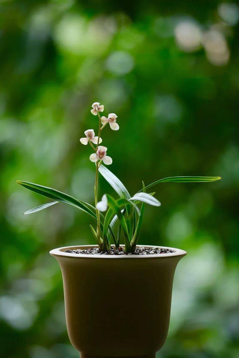 嫩黄,微红,青翠,碧玉,它是所有悦目的美好,是春色的一份欣喜.