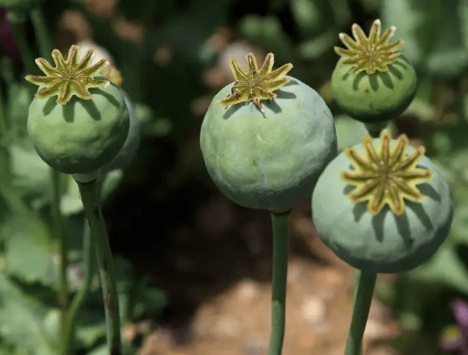 罂粟的未成熟蒴果中,经割破果皮将流出的浆汁干燥后得到的深棕色膏状