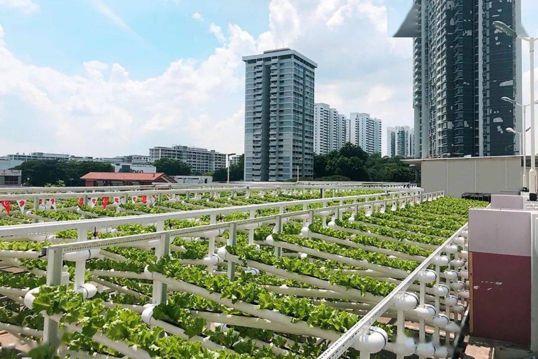 屋顶农场成新潮流每户租1㎡种菜果蔬不断