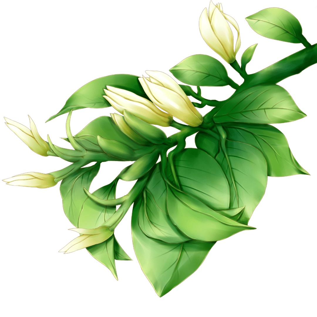 芳草百味白兰花簪在鬓上插在襟上