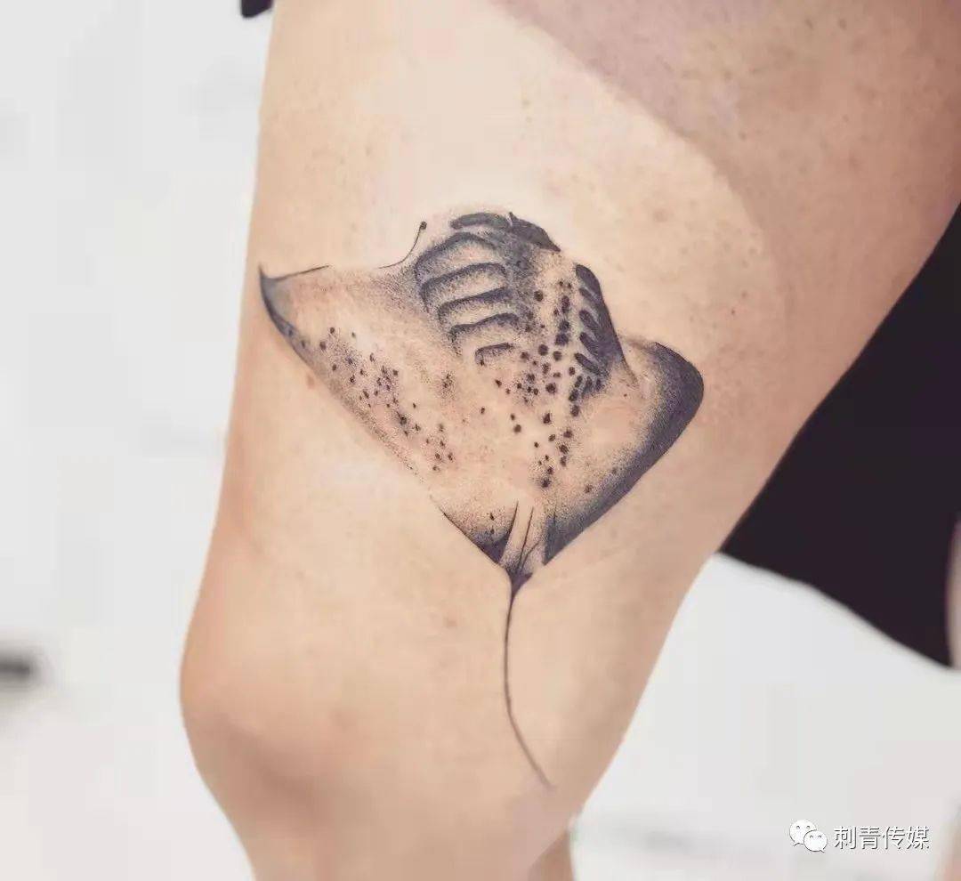 长相怪异的蝠鲼纹身_胸鳍_浙江_身体