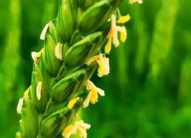 微风扇里麦花香_小麦_生活_麦子