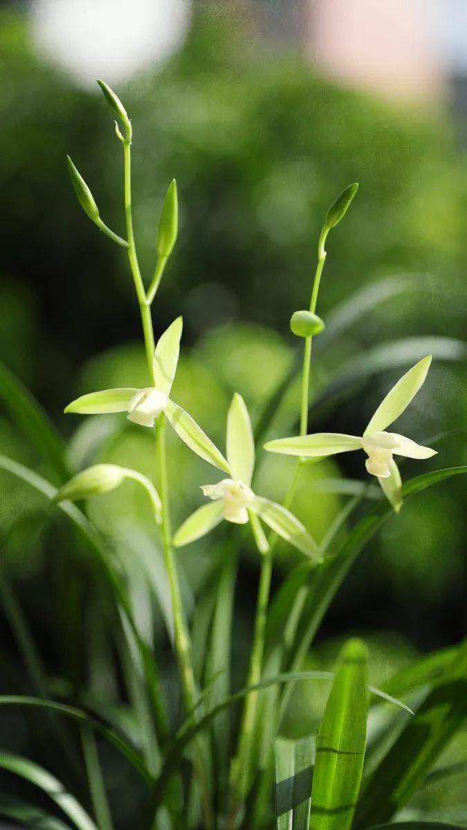 兰花图_碧玉_知己