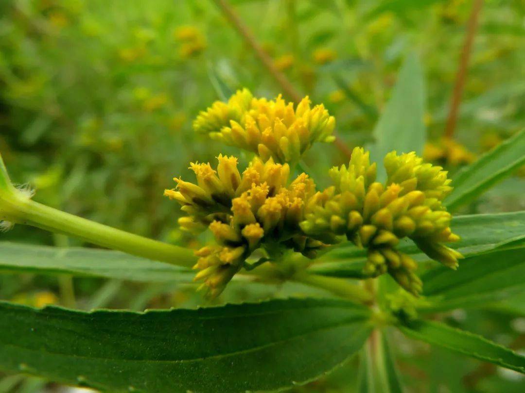 并最终导致其他植物死亡在生长过黄顶菊的土壤里种上小麦大豆,其发芽