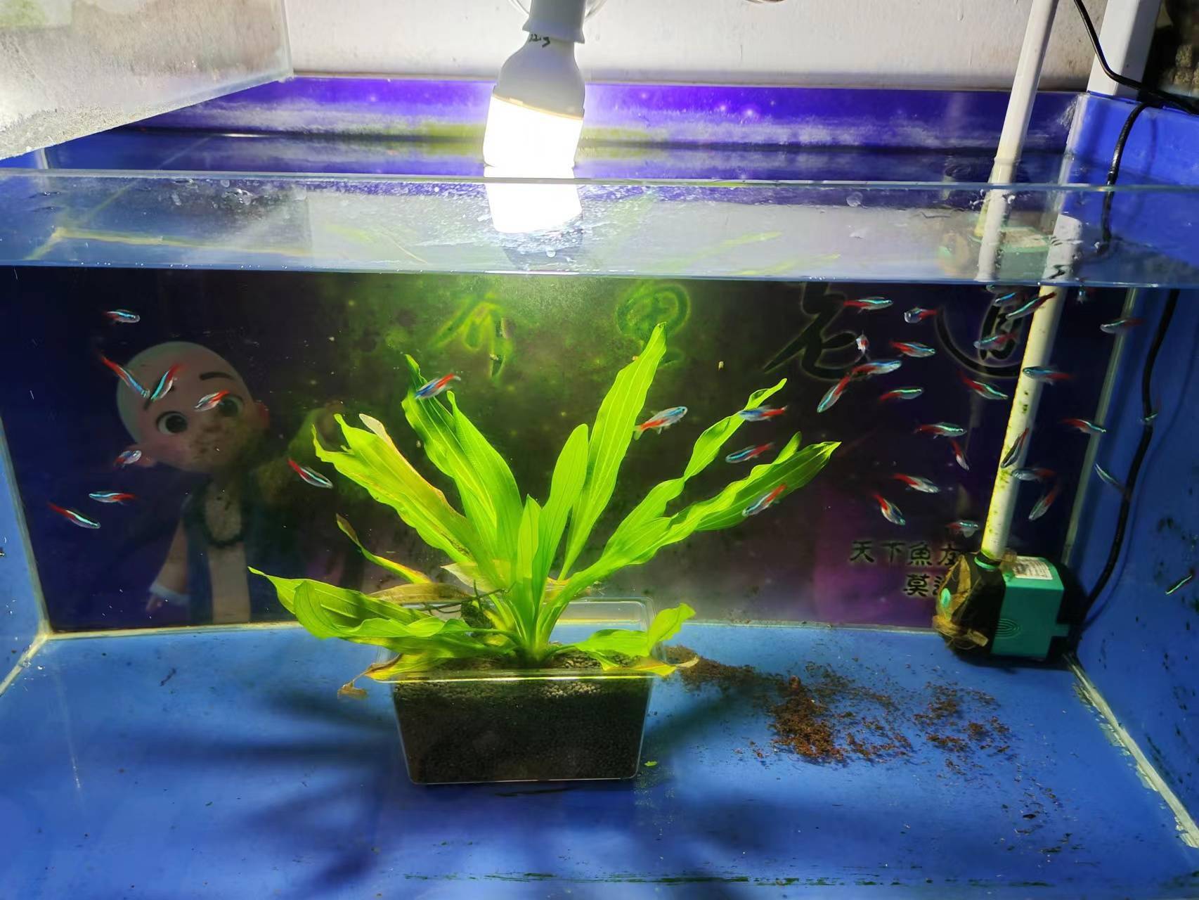 以前最早繁殖红绿灯的时候,我们使用的就是金丝草,后来繁殖斑马鱼,大