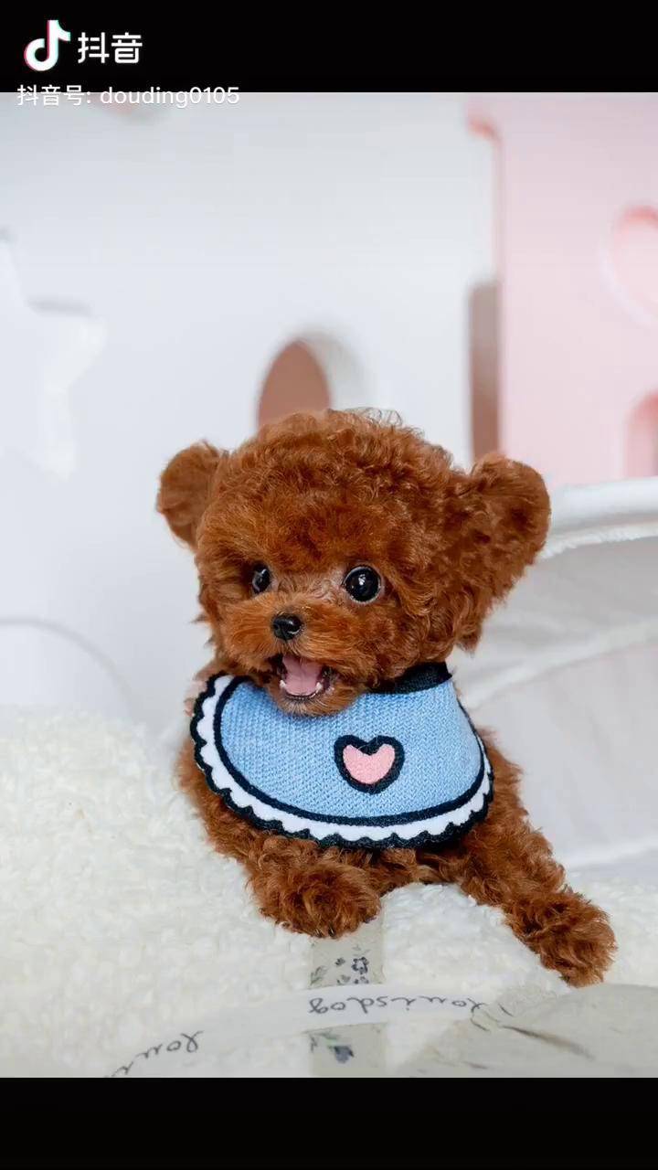 绝对假的真的泰迪不可能这样子的好吧06萌宠茶杯犬飞耳泰迪