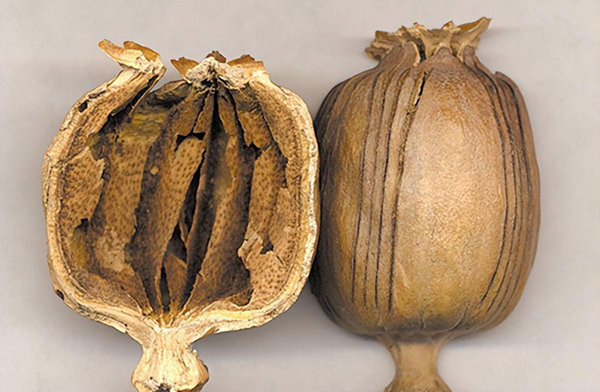 做菜放罂粟真能提鲜吗村民为尝鲜种植罂粟终尝苦果