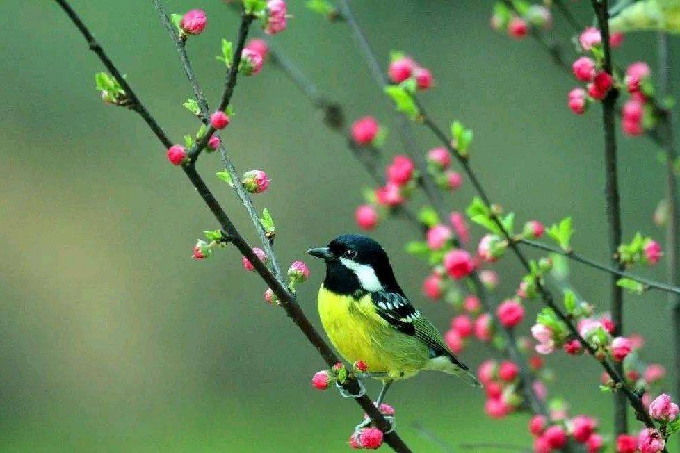 莺歌燕舞诗歌中的黄鹂鸟大自然的歌唱家