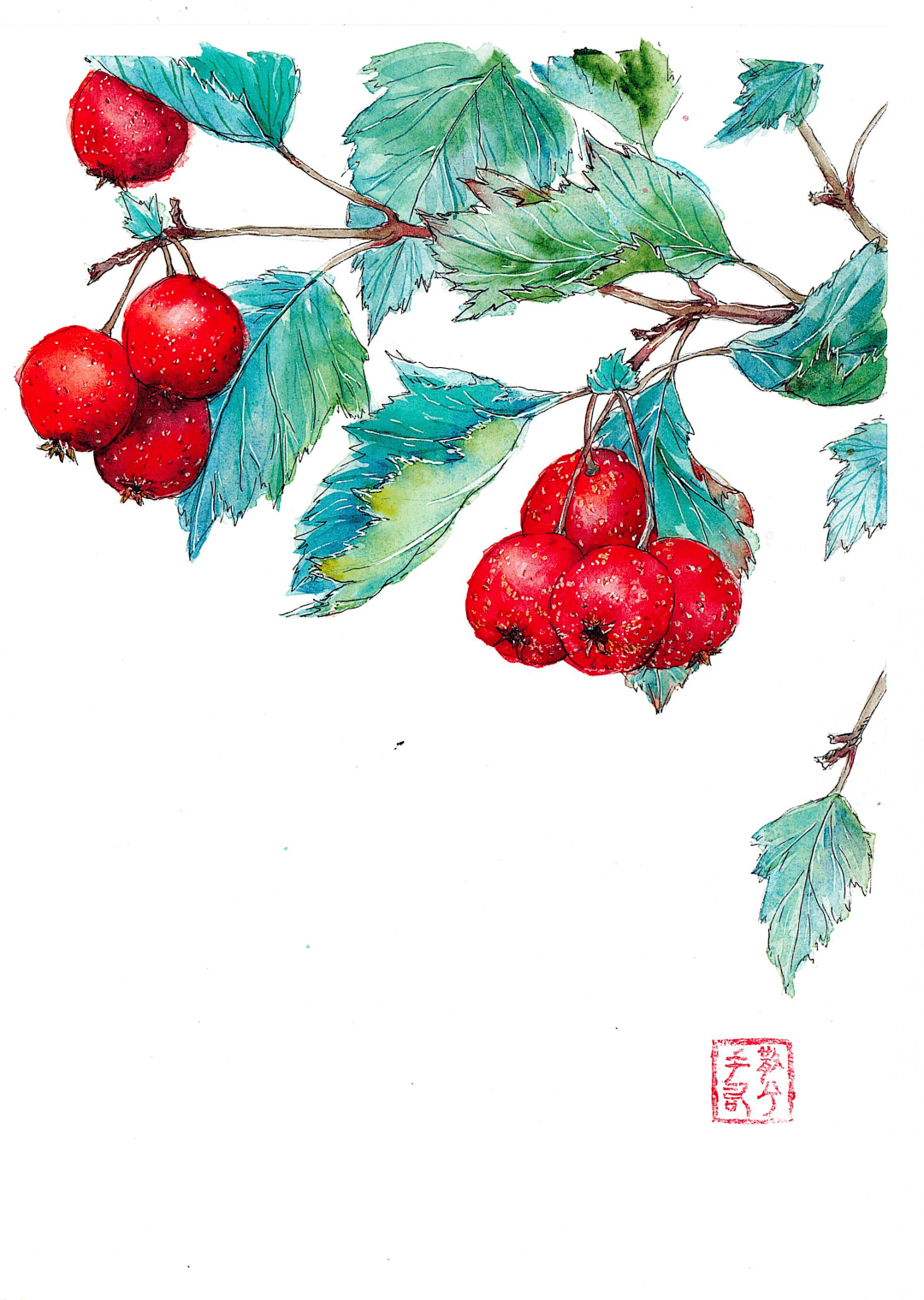 本周主题:水果插画-山楂