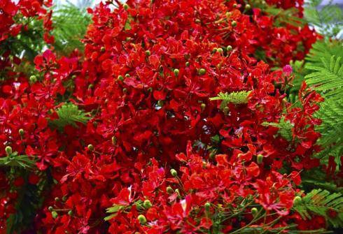 初夏 来花都看花 大道 花若 丹凤