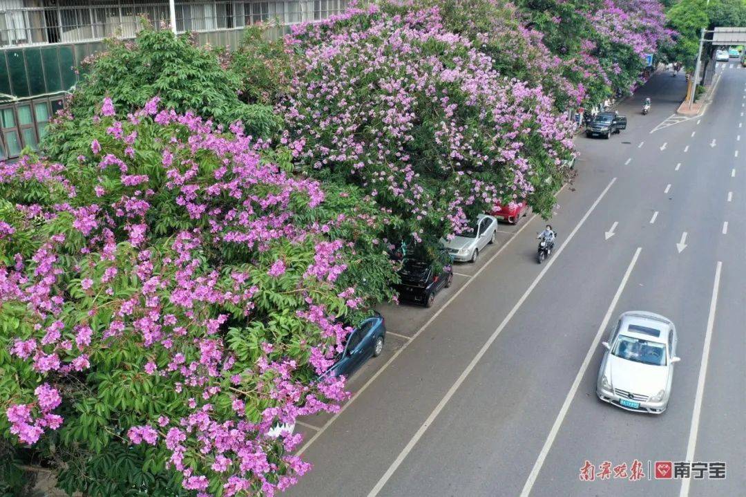 紫薇花海扮靓南宁，赏花打卡路线新鲜出炉