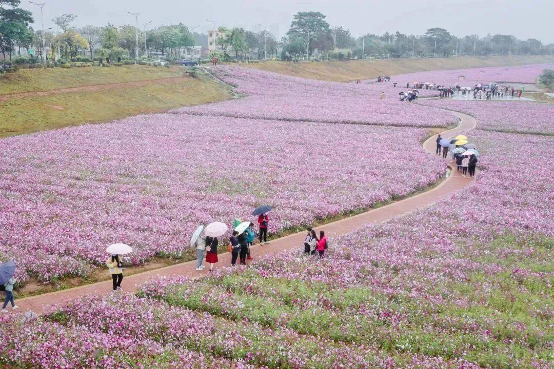 佛山芦苞花海公园图片