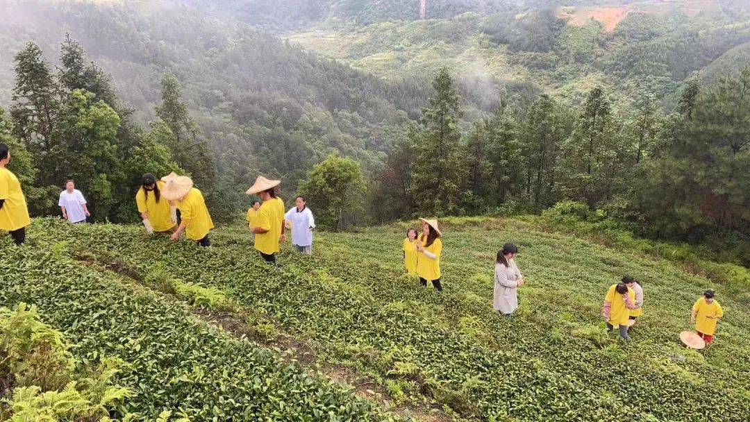 預告| 和大田美人茶來場醉心之旅!_福建省_活動_海峽兩岸茶業