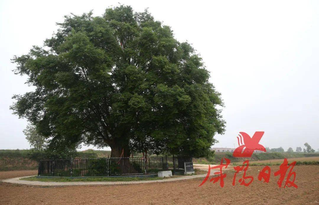 咸阳最老的古树在这里已经1700岁了